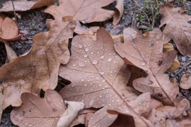 Yağmur damlalarıyla kaplı ıslak meşe yaprakları orman topraklarında dağınık otlarla. Sonbahar sezonu için ideal, hava temaları, nem, botanik, doğa dokuları ve doğal arka plan kavramları için..