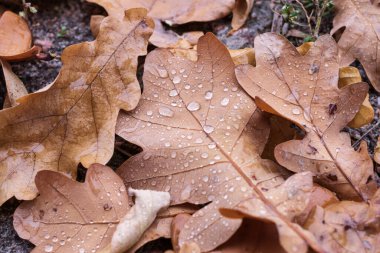 Yağmur damlalarıyla kaplı ıslak meşe yaprakları orman topraklarında dağınık otlarla. Sonbahar sezonu için ideal, hava temaları, nem, botanik, doğa dokuları ve doğal arka plan kavramları için..