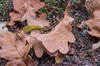 Yağmur damlalarıyla kaplı ıslak meşe yaprakları orman topraklarında dağınık otlarla. Sonbahar sezonu için ideal, hava temaları, nem, botanik, doğa dokuları ve doğal arka plan kavramları için..