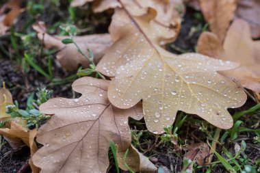 Yağmur damlalarıyla kaplı ıslak meşe yaprakları orman topraklarında dağınık otlarla. Sonbahar sezonu için ideal, hava temaları, nem, botanik, doğa dokuları ve doğal arka plan kavramları için..