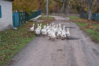 Bir grup yerli kaz köy evlerinin yakınındaki kırsal bir yolda yürüyor. Tarım, kırsal yaşam tarzı ve geleneksel kırsal kümes hayvanı çiftçiliği kavramı.