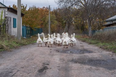 Bir grup yerli kaz köy evlerinin yakınındaki kırsal bir yolda yürüyor. Tarım, kırsal yaşam tarzı ve geleneksel kırsal kümes hayvanı çiftçiliği kavramı.