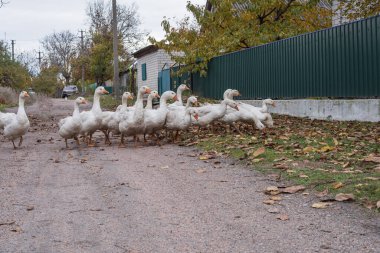 Bir grup yerli kaz köy evlerinin yakınındaki kırsal bir yolda yürüyor. Tarım, kırsal yaşam tarzı ve geleneksel kırsal kümes hayvanı çiftçiliği kavramı.