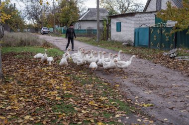 Bir grup yerli kaz köy evlerinin yakınındaki kırsal bir yolda yürüyor. Tarım, kırsal yaşam tarzı ve geleneksel kırsal kümes hayvanı çiftçiliği kavramı.