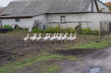 Bir grup yerli kaz köy evlerinin yakınındaki kırsal bir yolda yürüyor. Tarım, kırsal yaşam tarzı ve geleneksel kırsal kümes hayvanı çiftçiliği kavramı.