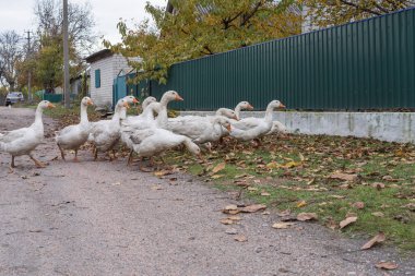 Bir grup yerli kaz köy evlerinin yakınındaki kırsal bir yolda yürüyor. Tarım, kırsal yaşam tarzı ve geleneksel kırsal kümes hayvanı çiftçiliği kavramı.