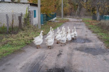 Bir grup yerli kaz köy evlerinin yakınındaki kırsal bir yolda yürüyor. Tarım, kırsal yaşam tarzı ve geleneksel kırsal kümes hayvanı çiftçiliği kavramı.