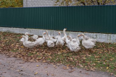 Bir grup yerli kaz köy evlerinin yakınındaki kırsal bir yolda yürüyor. Tarım, kırsal yaşam tarzı ve geleneksel kırsal kümes hayvanı çiftçiliği kavramı.