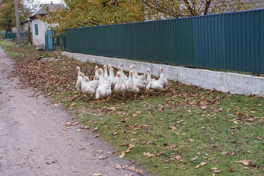 Köydeki toprak yolda yürüyen bir grup yerli kaz. Kırsal yaşam tarzı, çiftçilik ve evcil kuş sürüsü kavramı.