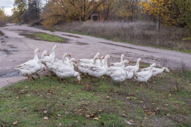 Köydeki toprak yolda yürüyen bir grup yerli kaz. Kırsal yaşam tarzı, çiftçilik ve evcil kuş sürüsü kavramı.