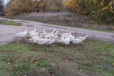 Köydeki toprak yolda yürüyen bir grup yerli kaz. Kırsal yaşam tarzı, çiftçilik ve evcil kuş sürüsü kavramı.