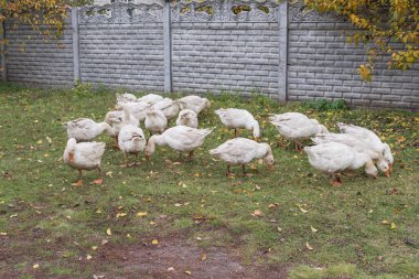 Bir grup yerli kaz köy evlerinin yakınındaki kırsal bir yolda yürüyor. Tarım, kırsal yaşam tarzı ve geleneksel kırsal kümes hayvanı çiftçiliği kavramı.