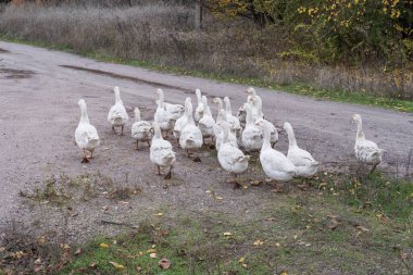 Bir grup yerli kaz köy evlerinin yakınındaki kırsal bir yolda yürüyor. Tarım, kırsal yaşam tarzı ve geleneksel kırsal kümes hayvanı çiftçiliği kavramı.