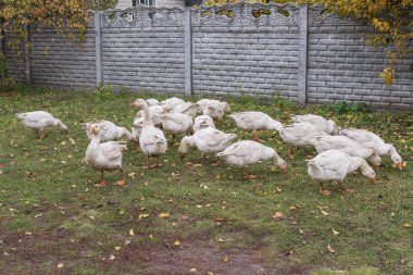 Köydeki toprak yolda yürüyen bir grup yerli kaz. Kırsal yaşam tarzı, çiftçilik ve evcil kuş sürüsü kavramı.