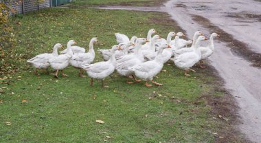 Köydeki toprak yolda yürüyen bir grup yerli kaz. Kırsal yaşam tarzı, çiftçilik ve evcil kuş sürüsü kavramı.