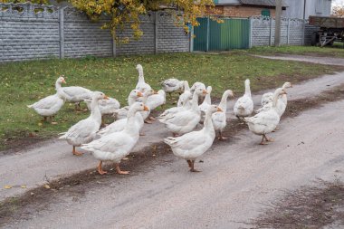 Köydeki toprak yolda yürüyen bir grup yerli kaz. Kırsal yaşam tarzı, çiftçilik ve evcil kuş sürüsü kavramı.