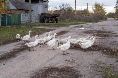 Köydeki toprak yolda yürüyen bir grup yerli kaz. Kırsal yaşam tarzı, çiftçilik ve evcil kuş sürüsü kavramı.