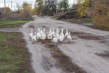 Bir grup yerli kaz köy evlerinin yakınındaki kırsal bir yolda yürüyor. Tarım, kırsal yaşam tarzı ve geleneksel kırsal kümes hayvanı çiftçiliği kavramı.
