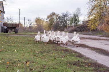 Köydeki toprak yolda yürüyen bir grup yerli kaz. Kırsal yaşam tarzı, çiftçilik ve evcil kuş sürüsü kavramı.