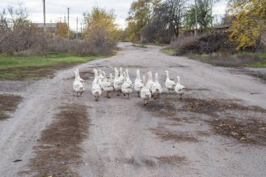 Bir grup yerli kaz köy evlerinin yakınındaki kırsal bir yolda yürüyor. Tarım, kırsal yaşam tarzı ve geleneksel kırsal kümes hayvanı çiftçiliği kavramı.