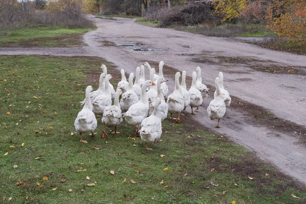 Köydeki toprak yolda yürüyen bir grup yerli kaz. Kırsal yaşam tarzı, çiftçilik ve evcil kuş sürüsü kavramı.