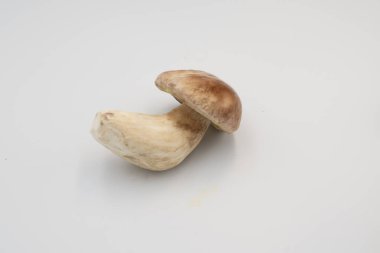 Beyaza izole edilmiş taze boletus edulis mantarları. Doğal, yenilebilir mantarlar gurme yemekleri, restoran menüleri, çiftçi pazarları ve mevsimlik sonbahar mutfağı için mükemmeldir..