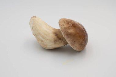 Beyaza izole edilmiş taze boletus edulis mantarları. Doğal, yenilebilir mantarlar gurme yemekleri, restoran menüleri, çiftçi pazarları ve mevsimlik sonbahar mutfağı için mükemmeldir..