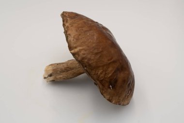 Porcini mantarı desenli ve kalın saplı, temiz beyaz arka plana yerleştirilmiş. Organik gıda temaları, gurme yemekleri, mevsimlik hasat, doğal ürünler ve mutfak sunumları için ideal.