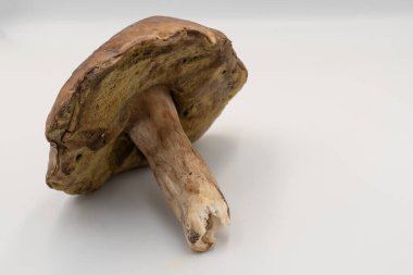 Porcini mantarı desenli ve kalın saplı, temiz beyaz arka plana yerleştirilmiş. Organik gıda temaları, gurme yemekleri, mevsimlik hasat, doğal ürünler ve mutfak sunumları için ideal.