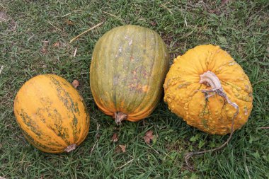 Çimenlerin üzerinde farklı tipte balkabaklarıyla sonbahar sakin bir hayat. Hasat, sebze yetiştiriciliği ve kırsal yaşam tarzı kavramı.