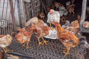 Tavuklar kırsal alanda eski ahırın yakınındaki çamurlu zeminde. Doğal tarım ortamı organik kümes hayvanlarını, kırsal yaşam tarzını ve evcil kuş yetiştiriciliğini sembolize ediyor..