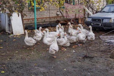 Kaz sürüsü kırsal alanda besleniyor ve yürüyor. Doğal kırsal yerleşim geleneksel kümes hayvanlarını ve basit köy hayatını sembolize ediyor..