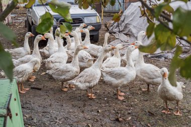 Kaz sürüsü kırsal alanda besleniyor ve yürüyor. Doğal kırsal yerleşim geleneksel kümes hayvanlarını ve basit köy hayatını sembolize ediyor..