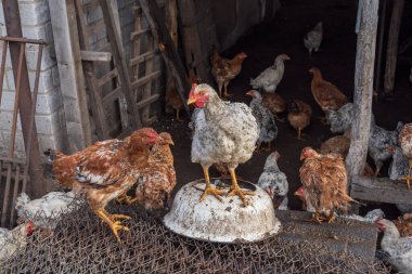 Tavuklar kırsal alanda eski ahırın yakınındaki çamurlu zeminde. Doğal tarım ortamı organik kümes hayvanlarını, kırsal yaşam tarzını ve evcil kuş yetiştiriciliğini sembolize ediyor..