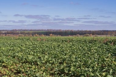 Ufukta bulutlu gökyüzünün altında ağaçların oluşturduğu yeşil pancar tarlası. Organik tarım ve kırsal çevreyi gösteren kırsal tarım arazisi manzarası.