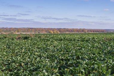 Ufukta bulutlu gökyüzünün altında ağaçların oluşturduğu yeşil pancar tarlası. Organik tarım ve kırsal çevreyi gösteren kırsal tarım arazisi manzarası.