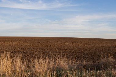 Yaprak bitlerinden etkilenmiş kiraz yapraklarının makro görüntüsü, kıvrım ve hasarı gösteriyor. Bitki hastalıkları, bahçe bakımı ve zararlılardan korunmaya uygundur..