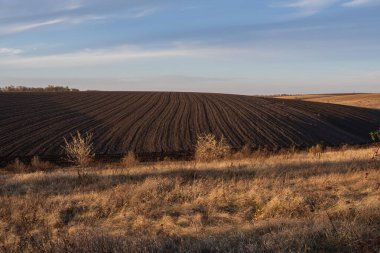 Yaprak bitlerinden etkilenmiş kiraz yapraklarının makro görüntüsü, kıvrım ve hasarı gösteriyor. Bitki hastalıkları, bahçe bakımı ve zararlılardan korunmaya uygundur..