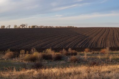 Yaprak bitlerinden etkilenmiş kiraz yapraklarının makro görüntüsü, kıvrım ve hasarı gösteriyor. Bitki hastalıkları, bahçe bakımı ve zararlılardan korunmaya uygundur..