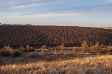 Yaprak bitlerinden etkilenmiş kiraz yapraklarının makro görüntüsü, kıvrım ve hasarı gösteriyor. Bitki hastalıkları, bahçe bakımı ve zararlılardan korunmaya uygundur..