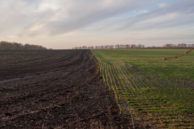 Yapılandırılmış kırsal alanlarda, yumuşak gökyüzünün altında, parlak yeşil ekin sıralarının yanında sürülen kara toprak.
