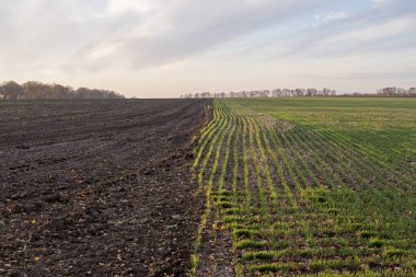 Yapılandırılmış kırsal alanlarda, yumuşak gökyüzünün altında, parlak yeşil ekin sıralarının yanında sürülen kara toprak.