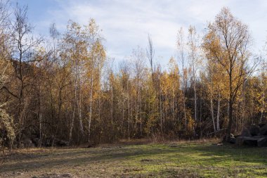 Doğal sonbahar huş ağacı ormanı sarı yapraklar, çimenler ve sakin ormanlık alanla temizleniyor..
