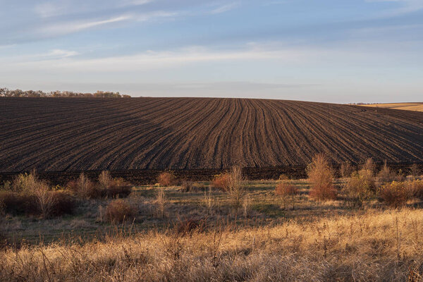 Macro view of cherry leaves affected by aphids, showing curling and damage. Suitable for content about plant diseases, garden care and protection from pests.