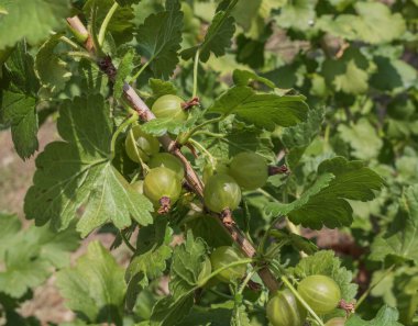 Yeşil yapraklı bir dalda bektaşi üzümüne yakın çekim. Doğal gün ışığı, yaz mevsiminde böğürtlenlerin dokusunu, rengini ve sağlıklı büyümesini vurgular.