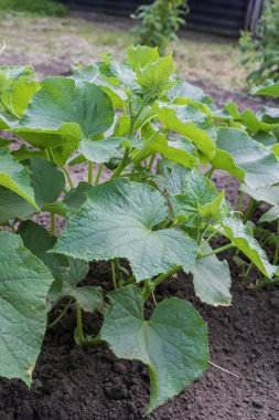 Genç salatalık sarmaşıkları, parlak sarı çiçekleri ve ekilmiş bahçe toprağında yetişen yeşil yaprakları var. Yaz başında arka bahçede sebze yetiştirme.