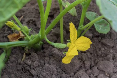 Genç salatalık sarmaşıkları, parlak sarı çiçekleri ve ekilmiş bahçe toprağında yetişen yeşil yaprakları var. Yaz başında arka bahçede sebze yetiştirme.