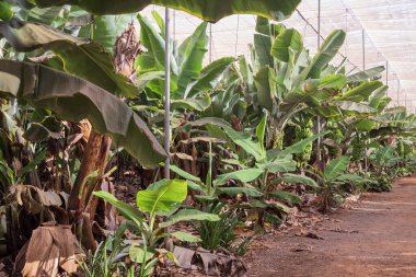 Tenerife 'deki tropikal bir çiftlikte büyüyen büyük yeşil muz kümeleri geniş yapraklar ve sıcak doğal ışıklarla çevrili..