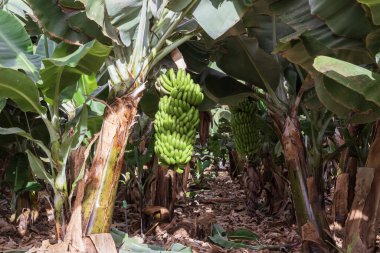 Tenerife 'deki tropikal bir çiftlikte büyüyen büyük yeşil muz kümeleri geniş yapraklar ve sıcak doğal ışıklarla çevrili..