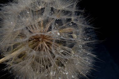 İnce liflerin üzerinde su damlacıkları olan karahindiba tohumu başlarının makro fotoğrafı. Karanlık arka plan parlak yansımaları ve hassas doğal dokuları güçlendirir..